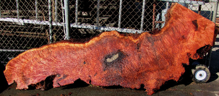 Redwood Burl Slab