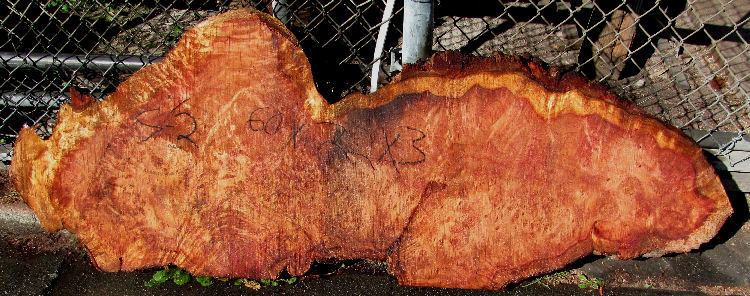 Redwood Burl Slab