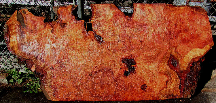 Redwood Burl Slab
