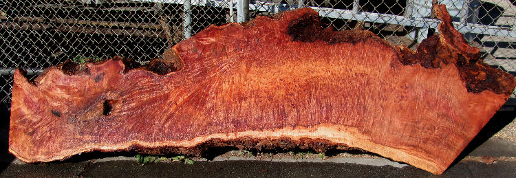 Redwood Burl Slab