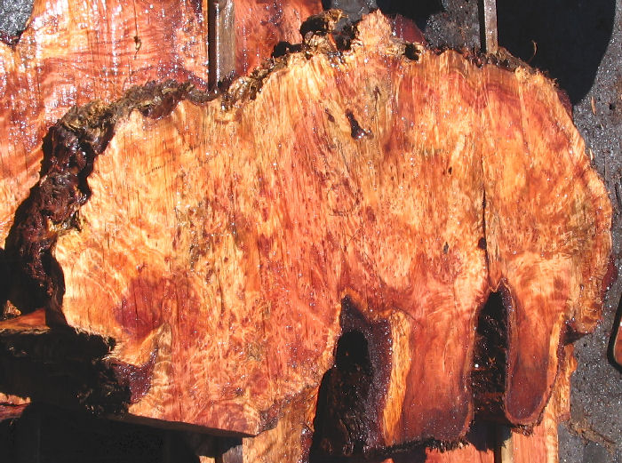 Redwood Burl Slab