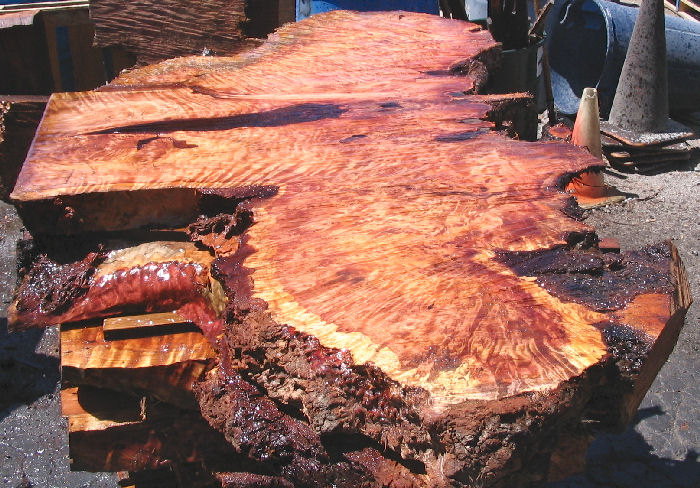 Redwood Burl Slab