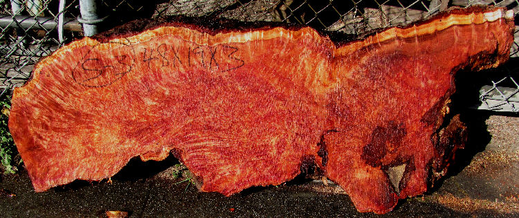 Redwood Burl Slab