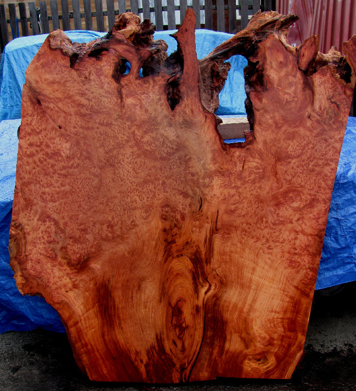 Redwood Lace Burl Slab