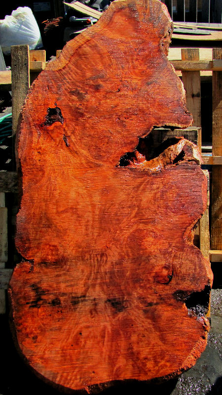Redwood Burl Slab