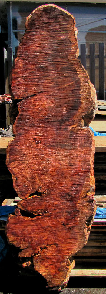 Redwood Burl Slab