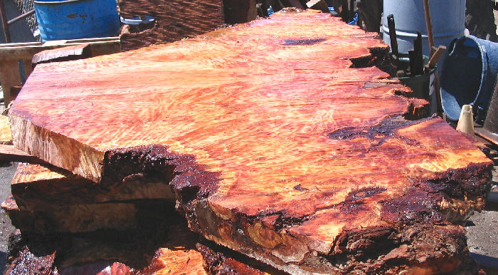 Redwood Burl Slab