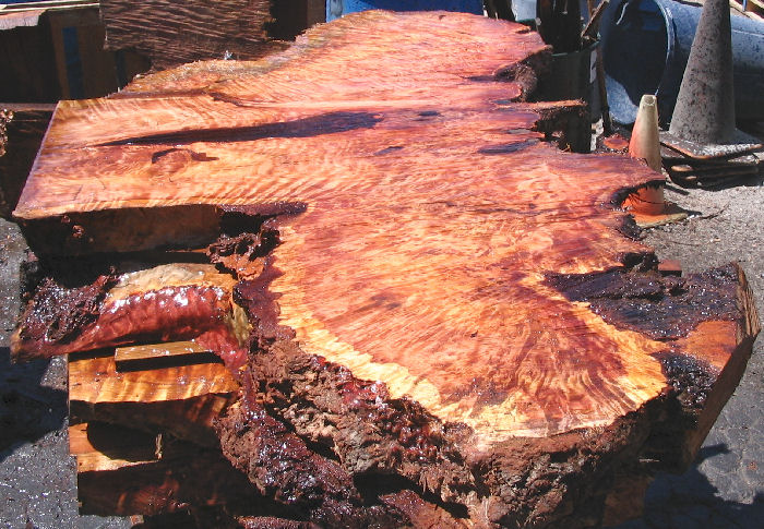 Redwood Burl Slab