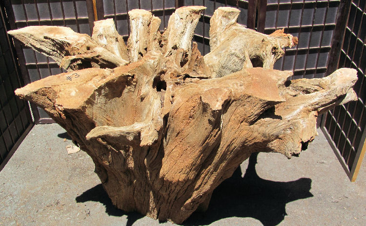 Root Base