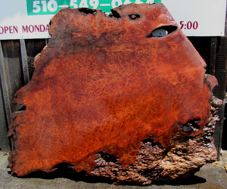 Rare Redwood Lace Burl Slab