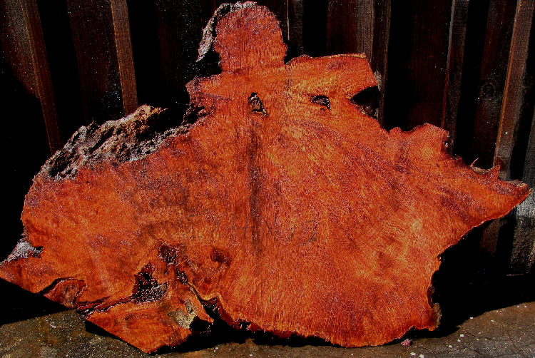 Redwood Burl Slab