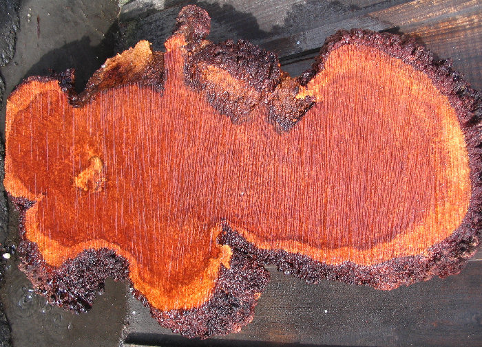 Redwood Lace Burl Slab