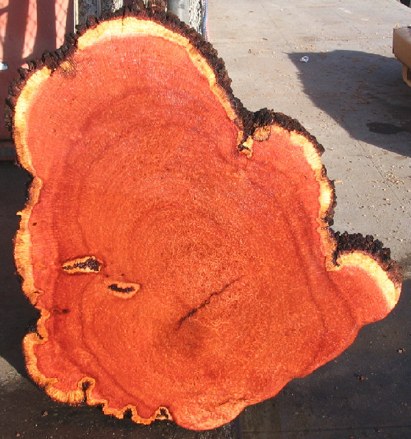 Redwood Lace Burl Slab