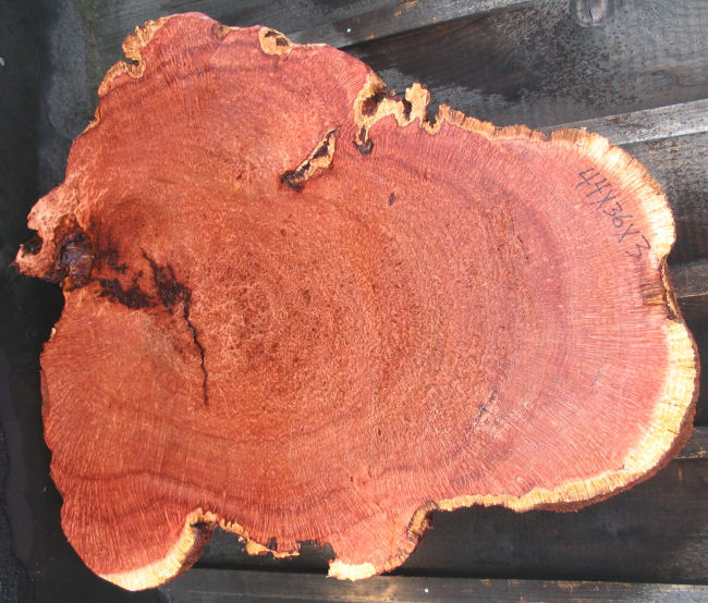 Redwood Lace Burl Slab
